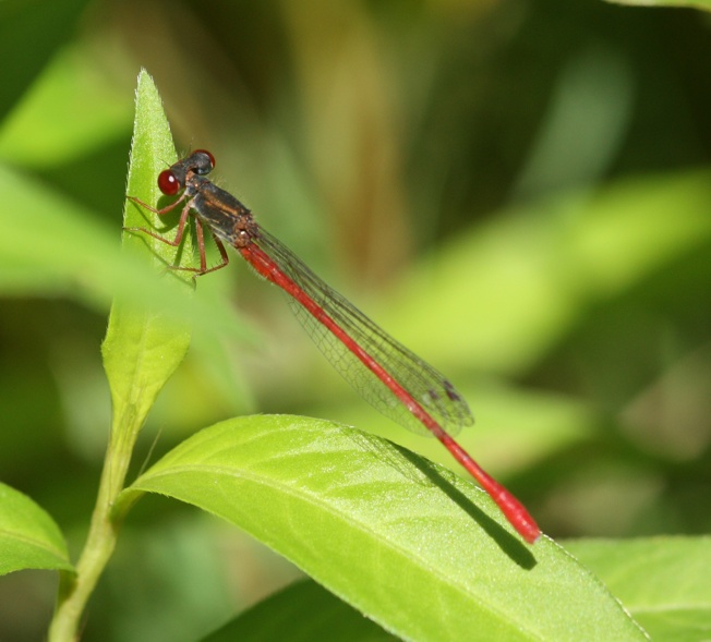 Ceriagrion tenellum?